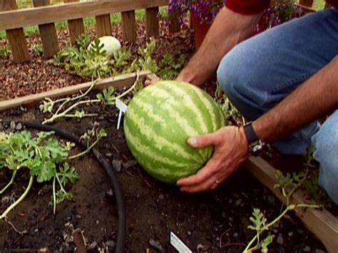 How To Grow Watermelon How To Grow Watermelon Watermelon Plant
