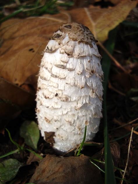 Shaggy Mane Mushroom Coprinus Comatus Zen Sutherland Flickr