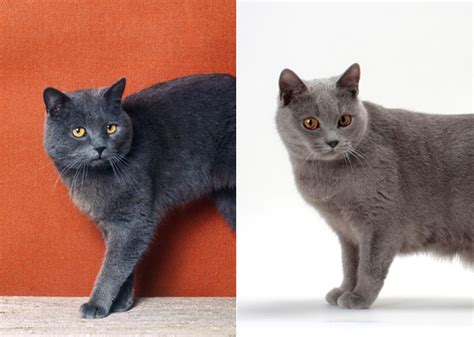 10 Look Alike Cat Breeds And How To Tell Them Apart
