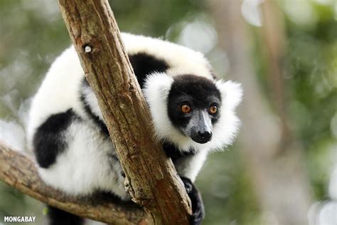 A Third Of Madagascars Lemur Species On The Brink Of Extinction Iucn