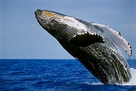10 Endangered Ocean Species And Marine Animals Fun Animals Wiki