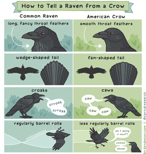 Exploring The Differences Between Crows And Ravens Birds Of The Wild
