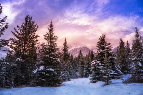 Nature Landscape Forest Winter Mountain Clouds Snow Pine Trees