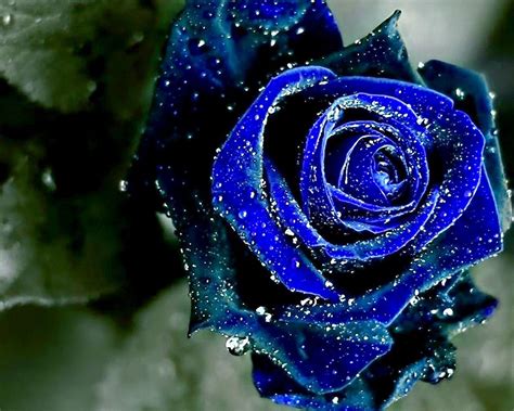 Real Blue Flowers Rose World S First Blue Rose Soon Available In U S