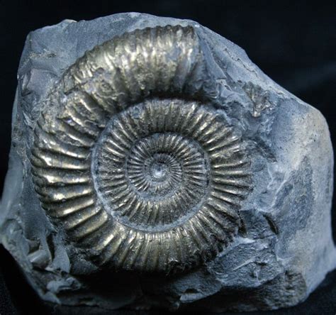 Shimmering Pyritized Ammonite Fossil For Sale 2269