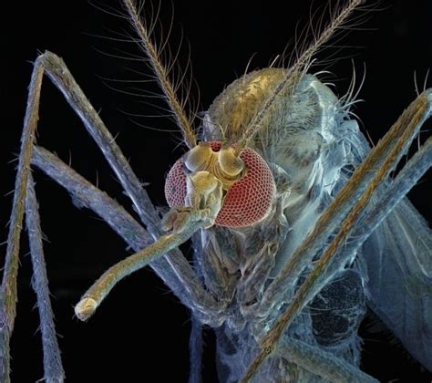The birth of a mosquito.николай lvovich. What REALLY happens when a mosquito bites: Scientists ...