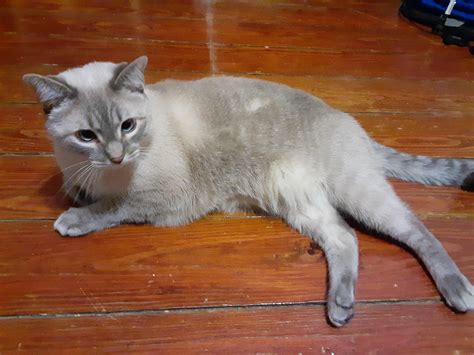 Is Cheese A Lynx Point Siamese Or Partially And Yes His Name Is