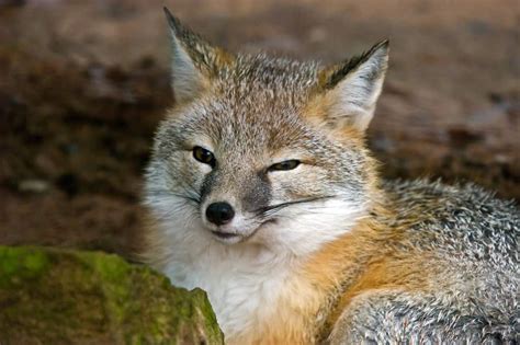 7 Of The Rarest Fox Species In The World