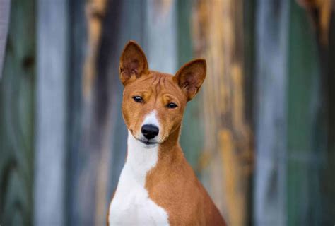 Basenji Price How Much Do Healthy Basenji Puppies Cost Pawleaks