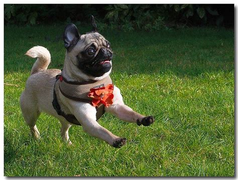 More Pug Running A Photo On Flickriver
