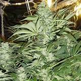 Buy Marijuana Plants Online Photos