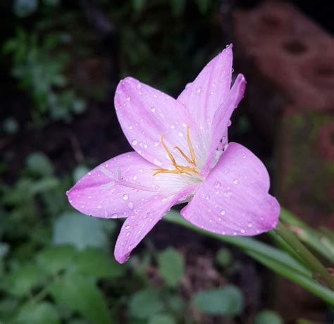 Mawar, anggrek, melati, tulip, matahari dan masih banyak lagi. Fantastis 14+ Foto Gambar Bunga Di Pagi Hari - Gambar ...