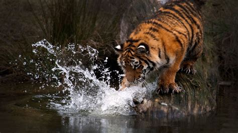 Fond Décran Animaux Eau La Nature Tigre Faune Gros Chats Zoo