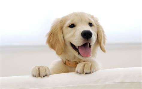 Dog Wallpapers Wallpaper Cave