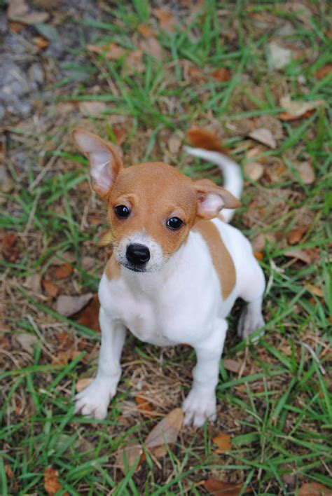 Rat Terrier Puppy Photograph By James Wampler Pixels