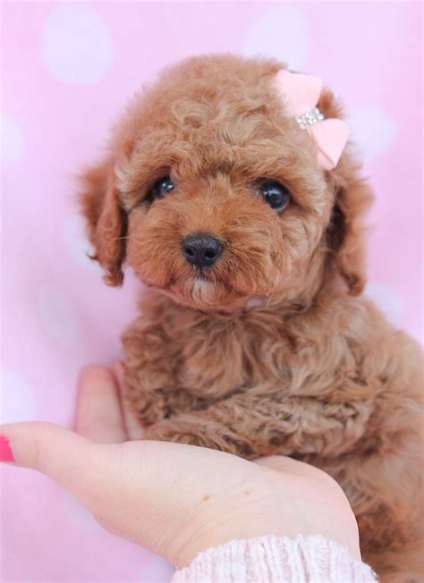 Toy Poodles For Sale In South Florida Babies And Toys