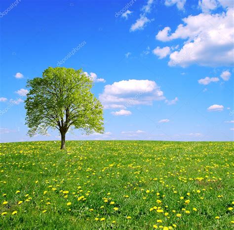 Spring Fieldlone Tree And Blue Sky — Stock Photo © Majafoto 2809381