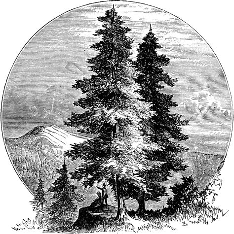 Pine Tree Clipart Etc