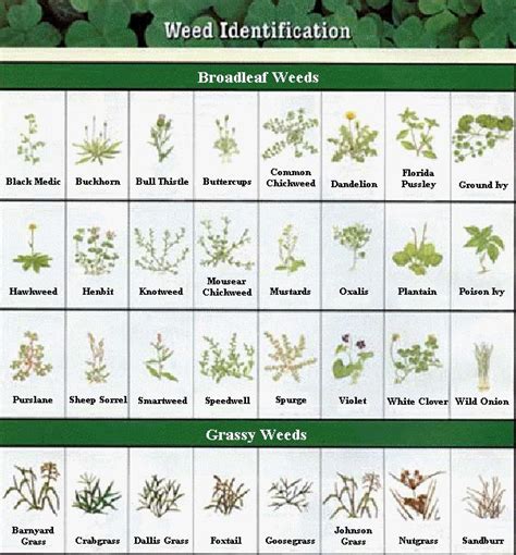 78 Best Images About Id Charts On Pinterest Gardening Vegetable