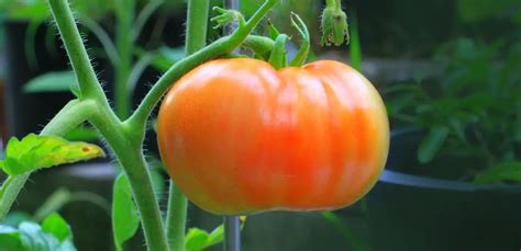 How To Grow Beefsteak Tomatoes Indoor Slick Garden