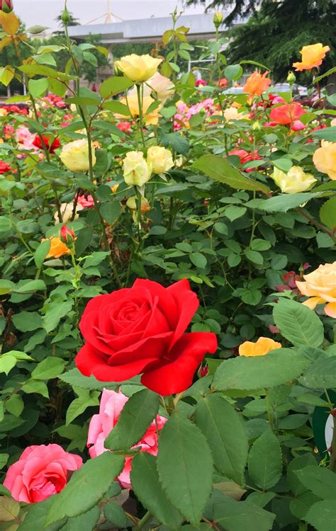 Roses Of Different Colors So Beautiful Roseiras Jardim De Rosas