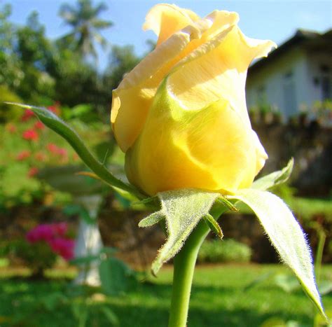 Discover Srilanka Sri Lanka Flowers