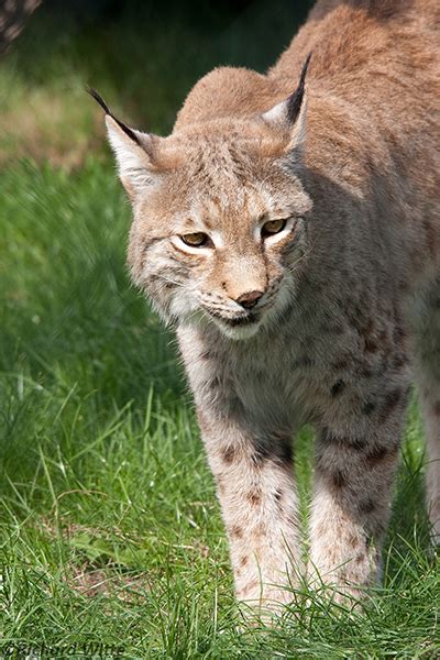 Cannonball ® celebrates 25 years with a special edition 25th anniversary model. Nederland niet geschikt voor lynx, wel voor goudjakhals ...