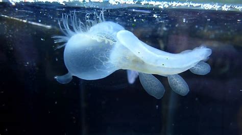 10 Of The Craziest Sea Creatures Youll Ever See