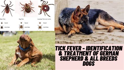 How Do You Treat Tick Fever In Dogs