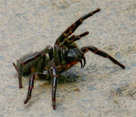 Sydney Funnel Web Spider Facts Pictures Video And Information