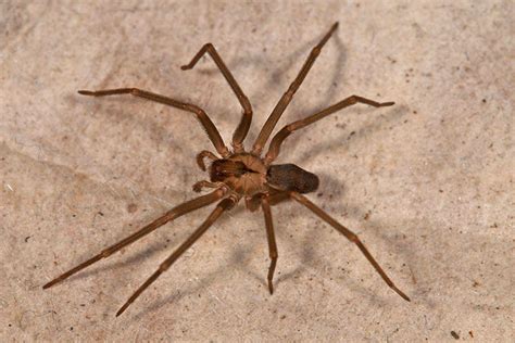 Brown Recluse Spiders Size