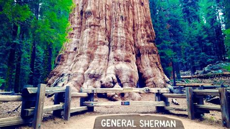 General Sherman Tree Trail Hiking To The Largest Tree In The World