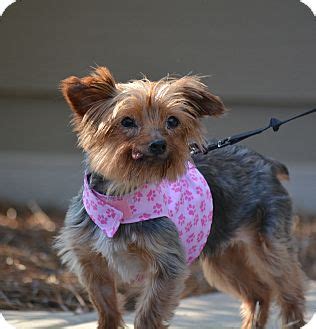 Petco dog training in charlotte, nc. Charlotte, NC - Yorkie, Yorkshire Terrier. Meet Grace a ...