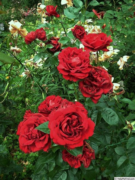 Gallipoli Centenary Rose Rose