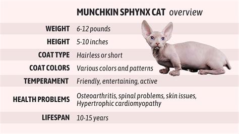a detailed guide to bambino the munchkin sphynx cat mix