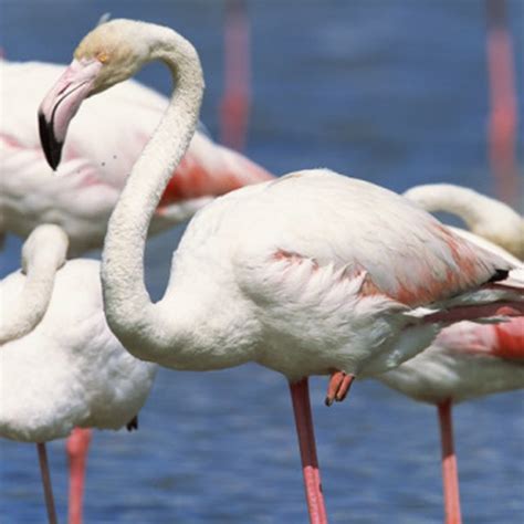 10 Most Popular Birds In Michigan Sciencing