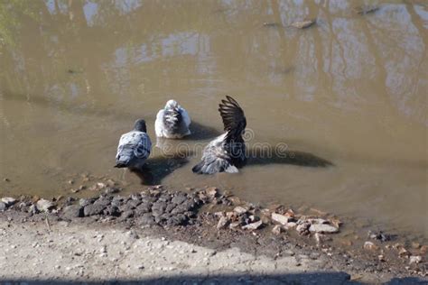 Three Pigeons In A Puddle Stock Image Image Of Pigeon 118421171