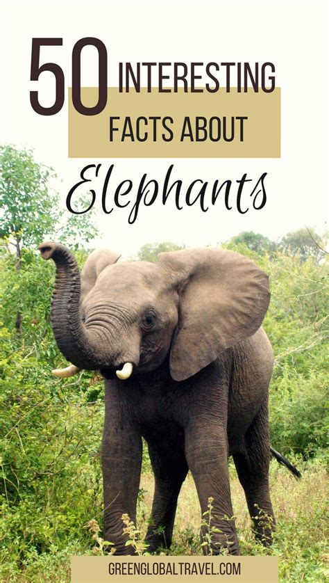 50 Interesting Facts About Elephants For World Elephant Day