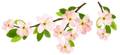 flower branches clipart png clip art library
