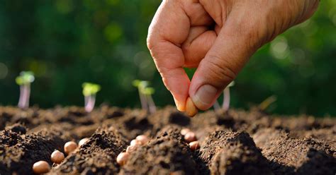 Cómo Cultivar Verduras Directamente De Semillas En Tu Jardín 2024