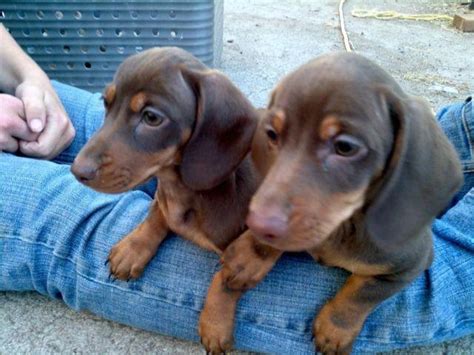 3 boys and 3 girls beautiful miniature dachshund puppies, born on 28th july, will travel with. Darling Dachshund Puppies! for Sale in Portland, Oregon Classified | AmericanListed.com