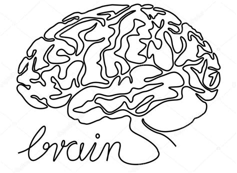 cerebro humano dibujo  ninos resumen cerebro dibujo