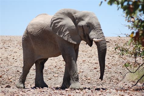 Desert Elephant Alchetron The Free Social Encyclopedia
