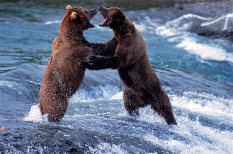 34400 Grizzly Bear Animal Stock Photos Pictures And Royalty Free