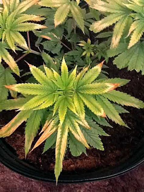Cannabis Light Burn Light Bleaching Symptoms Grow Weed Easy
