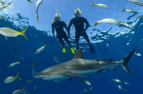 Nassau Snorkeling With Sharks1 Bahamas Cruise Excursions