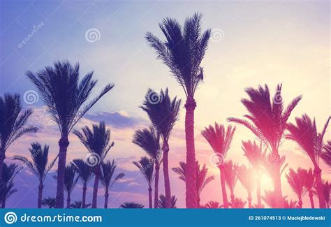 Palm Trees Silhouettes At Sunset Color Toning Applied Stock Image