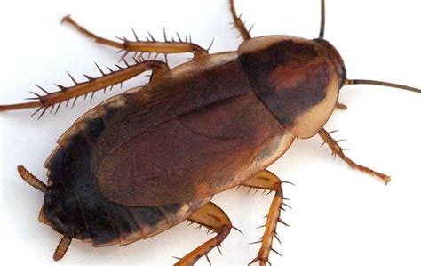 The Trick To Getting Rid Of Roaches On Your West Chester Property