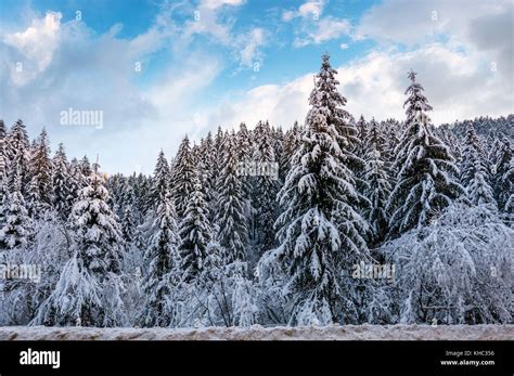 Snow Covered Spruce Forest In Winter Amazing Nature Scenery With