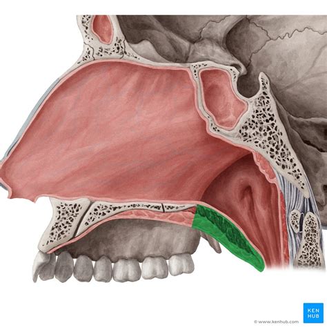 Palato Mole Anatomia Função Musculatura E Patologias Kenhub